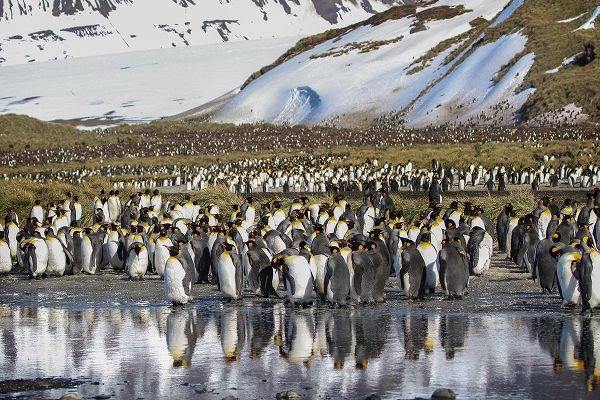 Antarctica-South Georgia Island-Salisbury Plain King penguins on beach